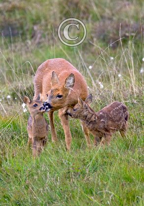 Roe Deer Doe With Fawns DM1111